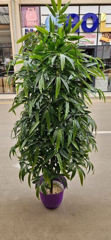 Другие растения: 90 man baslayan qiymetler yagisa gunese davamli suni agaclar at lalafo.az — 4 Другие растения: 90 man baslayan qiymetler yagisa gunese davamli suni agaclar — 4