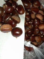 Соления: Şabalıd. Qəbələ Vəndam şabalıdı satılır. Təmiz öz həyətimizdəndir at lalafo.az — 2 Соления: Şabalıd. Qəbələ Vəndam şabalıdı satılır. Təmiz öz həyətimizdəndir — 2