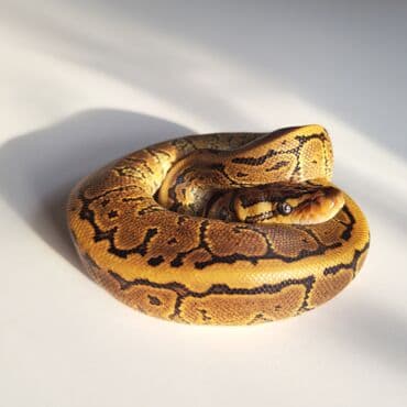 Продаётся королевский питон (Ball Python) Морфа: Pinstripe Yellow lalafo.az -da Продаётся королевский питон (Ball Python) Морфа: Pinstripe Yellow