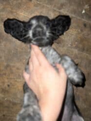 Koker spaniyel, 2 ay, Dişi, Peyvəndli, Pulsuz çatdırılma lalafo.az -da Koker spaniyel, 2 ay, Dişi, Peyvəndli, Pulsuz çatdırılma