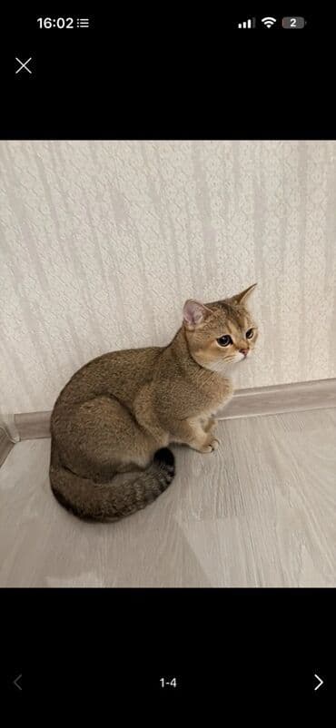 Britan, Erkək, Pulsuz çatdırılma lalafo.az -da Britan, Erkək, Pulsuz çatdırılma