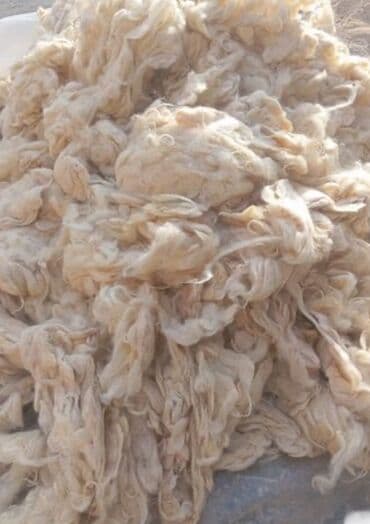 Сёдла: Qoyun yunu satılır.Çəkisi 900 kq.Çirklidir.Real alıcılar əlaqə at lalafo.az — 6 Сёдла: Qoyun yunu satılır.Çəkisi 900 kq.Çirklidir.Real alıcılar əlaqə — 6