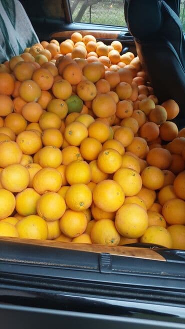 Məhsul: Portağal (təzə yığılmış, ağacdan) Təsvir: - Astara portagali lalafo.az -da Məhsul: Portağal (təzə yığılmış, ağacdan) Təsvir: - Astara portagali