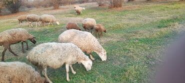 Satılır: Qoyun sürüsü sayı 80 baş ünvan Qax Rayonu ətraflı məlümat lalafo.az -da Satılır: Qoyun sürüsü sayı 80 baş ünvan Qax Rayonu ətraflı məlümat