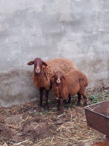 Qoyun-quzu cütlüyü - Cins: yerli qırmızı rəngli, uzunqulaq ana qoyun lalafo.az -da Qoyun-quzu cütlüyü - Cins: yerli qırmızı rəngli, uzunqulaq ana qoyun