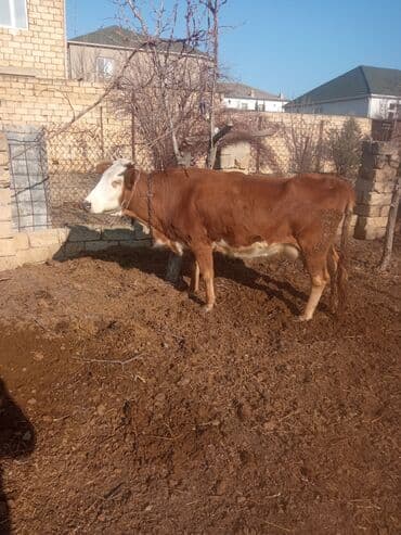 Simental tipli inəklər və buzağı - salam aleykum qirmizi inek 20 lalafo.az -da Simental tipli inəklər və buzağı - salam aleykum qirmizi inek 20