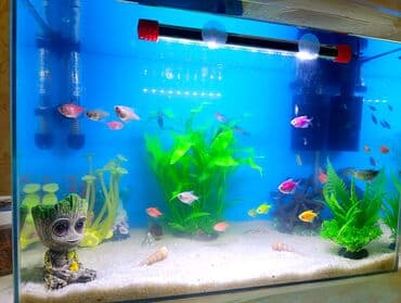 İstifadə olunub cəmi 1 ay. Böyük akvarium aldığım üçün bu akvarium lalafo.az -da İstifadə olunub cəmi 1 ay. Böyük akvarium aldığım üçün bu akvarium