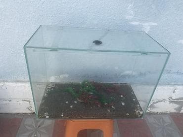 Dördbucaq akvarium, Boş, 90 l, Ünvandan götürmə, Ödənişli çatdırılma lalafo.az -da Dördbucaq akvarium, Boş, 90 l, Ünvandan götürmə, Ödənişli çatdırılma