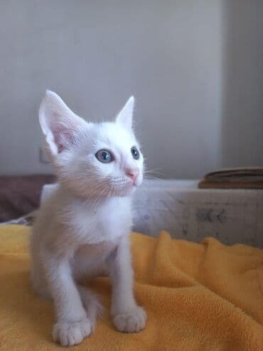 Yaxşı əllərə lalafo.az -da Yaxşı əllərə