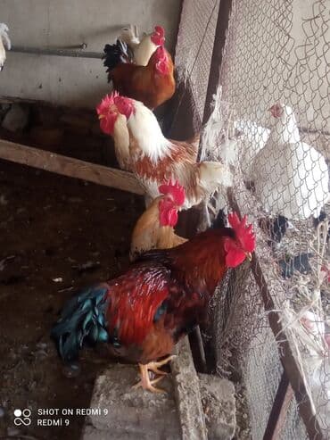 Xoruz, il: 1, Ünvandan götürmə lalafo.az -da Xoruz, il: 1, Ünvandan götürmə