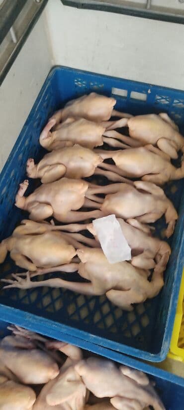 Hallaliqla kesilmiş,Təbii yemlərlə böyüdülmüş kend çolpalarini lalafo.az -da Hallaliqla kesilmiş,Təbii yemlərlə böyüdülmüş kend çolpalarini