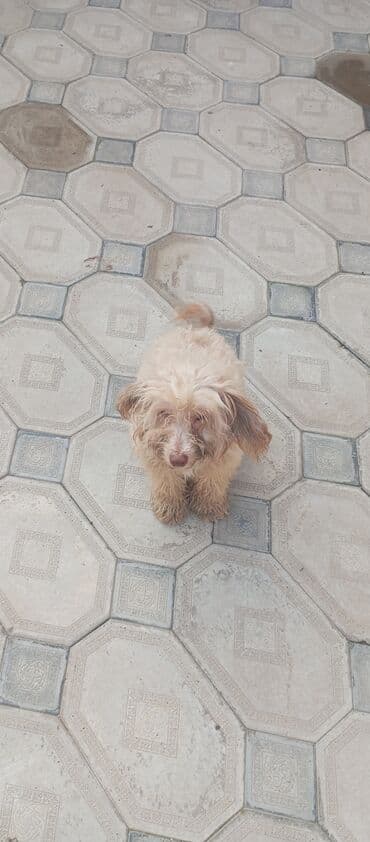 8 ay, Dişi, Peyvəndli, Ünvandan götürmə lalafo.az -da 8 ay, Dişi, Peyvəndli, Ünvandan götürmə