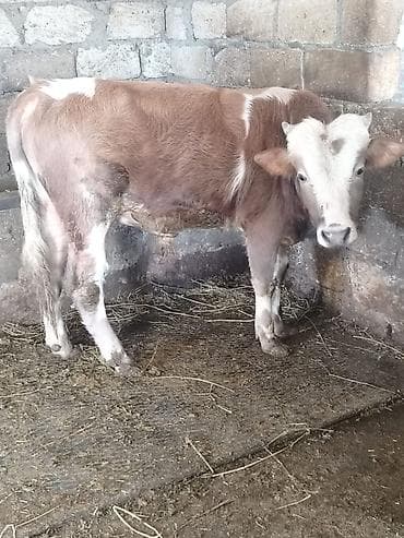 Satılır: Erkək buzov - Cins: Simmental tipli (qırmızı-ağ rəngdə, alnı lalafo.az -da Satılır: Erkək buzov - Cins: Simmental tipli (qırmızı-ağ rəngdə, alnı
