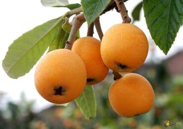 Yapon əzgilin qələmləri satılır.Çox gozel dadli meyvesi olur.Təzyige lalafo.az -da Yapon əzgilin qələmləri satılır.Çox gozel dadli meyvesi olur.Təzyige