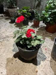 Удобрения: Qırmızı çiçəkləri olan saksı geranium (Pelargonium) - Parlaq qırmızı at lalafo.az — 3 Удобрения: Qırmızı çiçəkləri olan saksı geranium (Pelargonium) - Parlaq qırmızı — 3