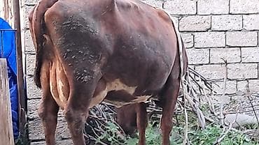 10günlük balası yanında satılır cins heyvandı lalafo.az -da 10günlük balası yanında satılır cins heyvandı