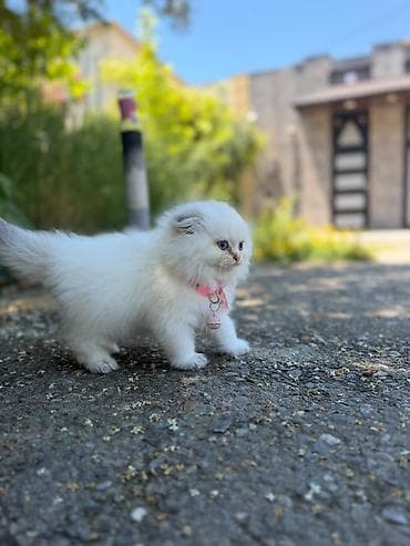 Ağ tüklü balaca pişik balası - Cinsi: uzun tüklü ev pişiyi (fluffy) - lalafo.az -da Ağ tüklü balaca pişik balası - Cinsi: uzun tüklü ev pişiyi (fluffy) -