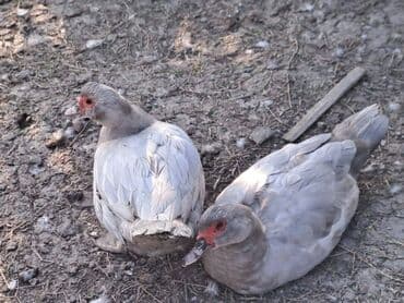 200 lal ördək topdan 14 azndən satılır.Qiymət soooondur.Real alıcılar lalafo.az -da 200 lal ördək topdan 14 azndən satılır.Qiymət soooondur.Real alıcılar