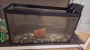Dördbucaq akvarium, Boş, 33 l, Ünvandan götürmə lalafo.az -da Dördbucaq akvarium, Boş, 33 l, Ünvandan götürmə