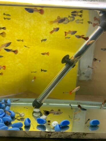 Salam aleykum quppi balıgları, satışa başlandı 1azdan 5azna kimi lalafo.az -da Salam aleykum quppi balıgları, satışa başlandı 1azdan 5azna kimi