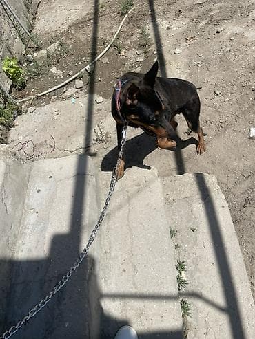 Doberman, 1 il, Dişi, Peyvəndli, Ünvandan götürmə, Ödənişli çatdırılma lalafo.az -da Doberman, 1 il, Dişi, Peyvəndli, Ünvandan götürmə, Ödənişli çatdırılma