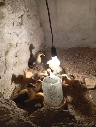 Salam səsli kuban ordekleri 1ededi 3 AZN 10gunlukdur real adamlar zəng lalafo.az -da Salam səsli kuban ordekleri 1ededi 3 AZN 10gunlukdur real adamlar zəng