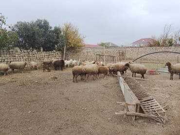 Qoyun sürüsü və təsərrüfat avadanlıqları - Qarışıq rəngli və lalafo.az -da — 3 Qoyun sürüsü və təsərrüfat avadanlıqları - Qarışıq rəngli və — 3