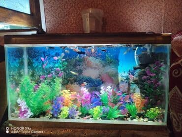 Salam Akvarum tam işləy vəziyetdə 20sm80sm dekorları və lalafo.az -da Salam Akvarum tam işləy vəziyetdə 20sm80sm dekorları və