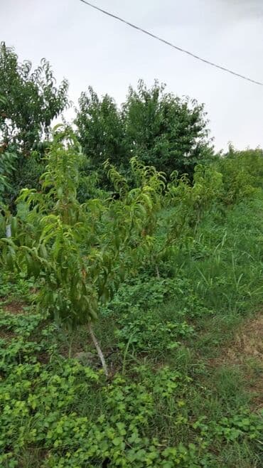 Гаражи: 90 соток, Собственник, Купчая at lalafo.az — 3 Гаражи: 90 соток, Собственник, Купчая — 3