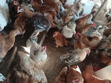 Toyuq, Yumurtalıq, Ödənişli çatdırılma, Ünvandan götürmə lalafo.az -da Toyuq, Yumurtalıq, Ödənişli çatdırılma, Ünvandan götürmə