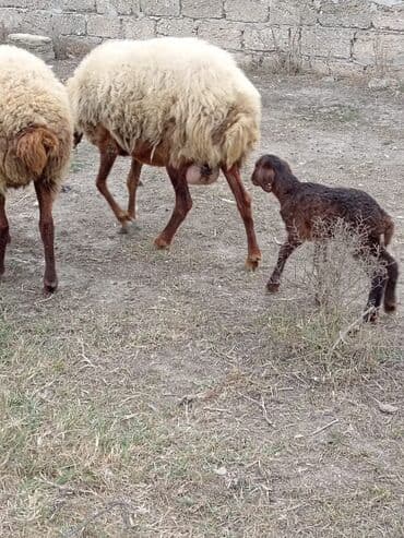 2 gundu dogub diwidi cavan heyvandi.mawtagada yerlewir isteyen elaqe lalafo.az -da — 5 2 gundu dogub diwidi cavan heyvandi.mawtagada yerlewir isteyen elaqe — 5
