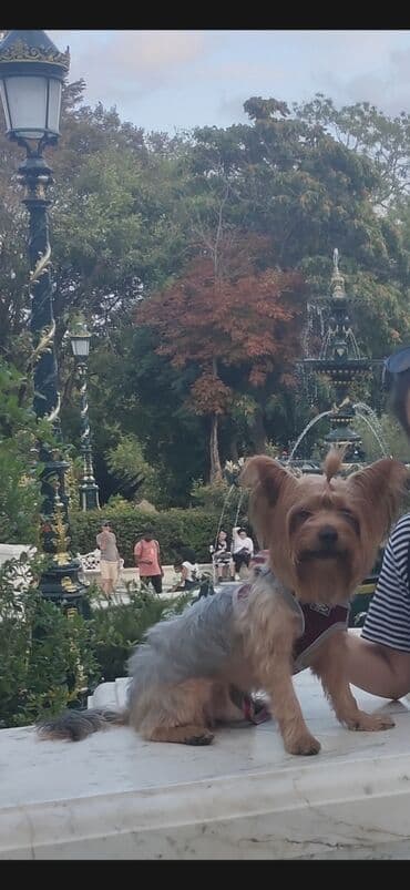 Yorkşir teryer, 4 il, Erkek, Cütləşmə üçün lalafo.az -da Yorkşir teryer, 4 il, Erkek, Cütləşmə üçün