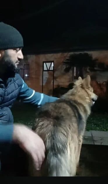 Doq, 1 il, Erkek, Peyvəndli, Ünvandan götürmə lalafo.az -da Doq, 1 il, Erkek, Peyvəndli, Ünvandan götürmə