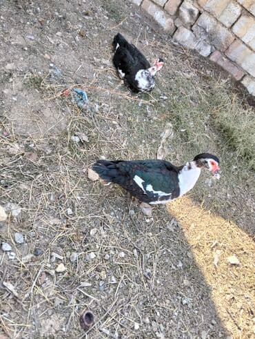 2 eded ana lal ordekler satılır ilde 2 defe yumurtlayib qirt yatir lalafo.az -da 2 eded ana lal ordekler satılır ilde 2 defe yumurtlayib qirt yatir