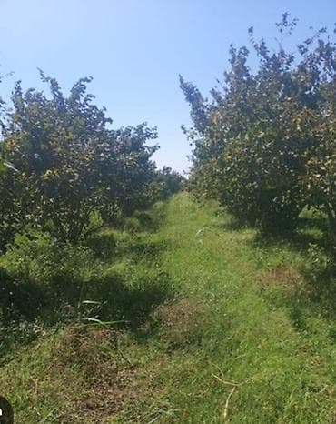 40 sot, Biznes üçün, Mülkiyyətçi, Kupça (Çıxarış) lalafo.az -da 40 sot, Biznes üçün, Mülkiyyətçi, Kupça (Çıxarış)