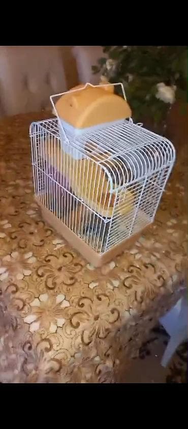 Hamster üçün tam dəst qəfəs - Material: möhkəm metal barmaqlıqlar at lalafo.az Hamster üçün tam dəst qəfəs - Material: möhkəm metal barmaqlıqlar