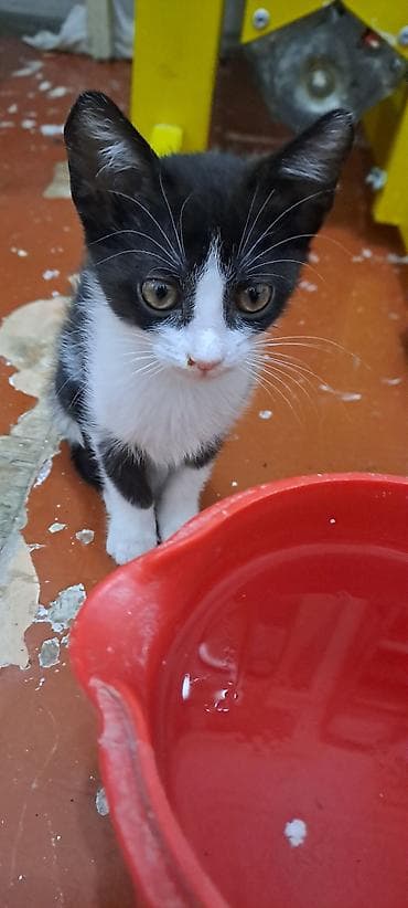 Erkək, Dişi, Yaxşı əllərə, Ünvandan götürmə lalafo.az -da — 4 Erkək, Dişi, Yaxşı əllərə, Ünvandan götürmə — 4