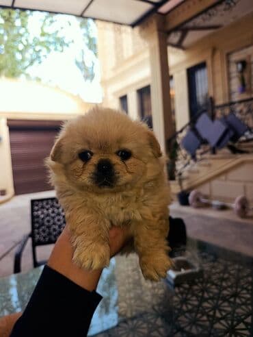 Pekines, 2 ay lalafo.az -da Pekines, 2 ay