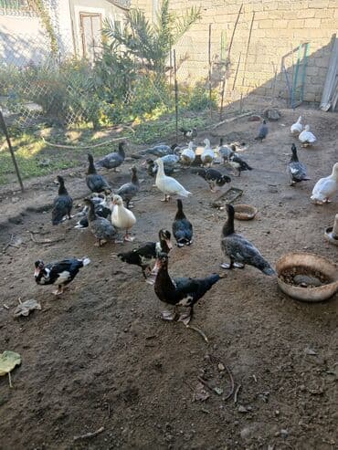 Erkək, | Lal ördək, Damazlıq, Ünvandan götürmə, Ödənişli çatdırılma lalafo.az -da Erkək, | Lal ördək, Damazlıq, Ünvandan götürmə, Ödənişli çatdırılma