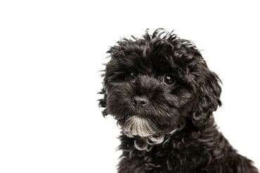 Malta bolonka, 3 ay, Erkek, Peyvəndli, Pulsuz çatdırılma lalafo.az -da Malta bolonka, 3 ay, Erkek, Peyvəndli, Pulsuz çatdırılma