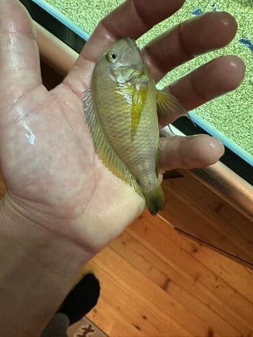 Cixlid balığı, Yırtıcı lalafo.az -da Cixlid balığı, Yırtıcı