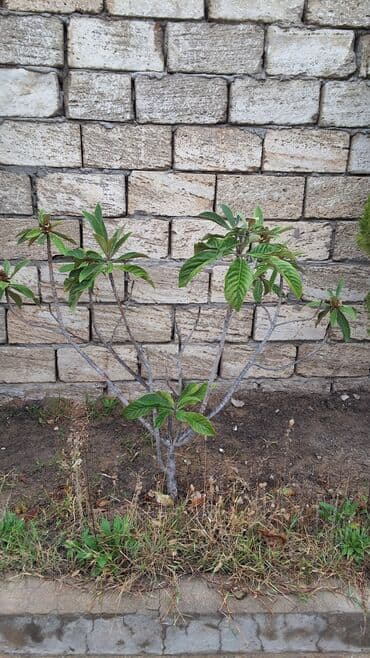 Bitki dərmanları: Bağ üçün əkilmiş dekorativ və meyvə ağacları - Loquat (Yeni il ağacı lalafo.az -da — 1 Bitki dərmanları: Bağ üçün əkilmiş dekorativ və meyvə ağacları - Loquat (Yeni il ağacı — 1