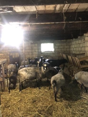 Salam olsun hamiya ramanov qoyunlari satlir 21 eded qoyundu 1 qoc 11 lalafo.az -da Salam olsun hamiya ramanov qoyunlari satlir 21 eded qoyundu 1 qoc 11