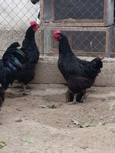 Toyuq, Damazlıq lalafo.az -da Toyuq, Damazlıq