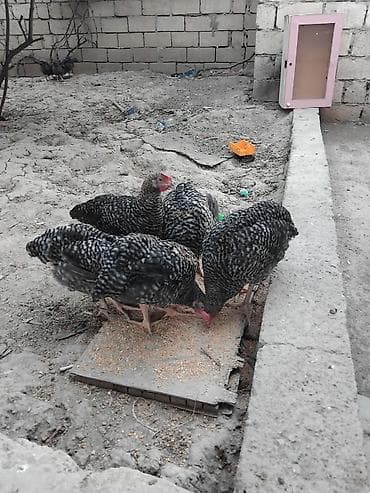 Toyuq, Yumurtalıq, Pulsuz çatdırılma lalafo.az -da Toyuq, Yumurtalıq, Pulsuz çatdırılma