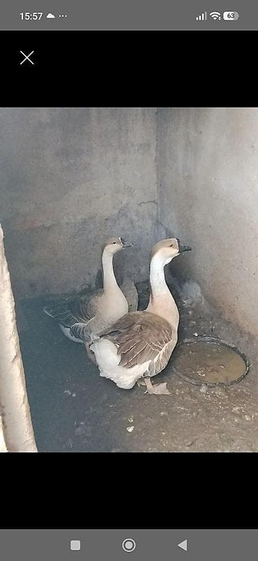 Bele kuban qazı lazimdı 1 cüt kimde varsa alam lalafo.az -da Bele kuban qazı lazimdı 1 cüt kimde varsa alam