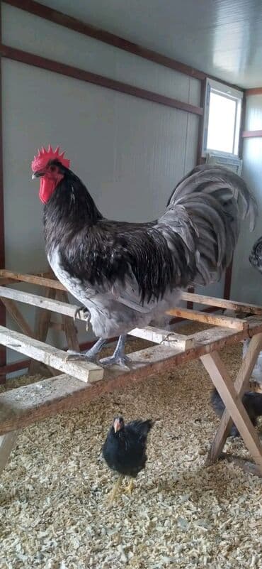 BLUE AUSTROLORP 1 İllik Heyvanlardır. Toyuqlar gündəlik yumurtayır lalafo.az -da BLUE AUSTROLORP 1 İllik Heyvanlardır. Toyuqlar gündəlik yumurtayır