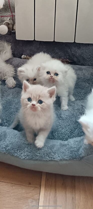 Yaxşı əllərə, Ünvandan götürmə lalafo.az -da Yaxşı əllərə, Ünvandan götürmə