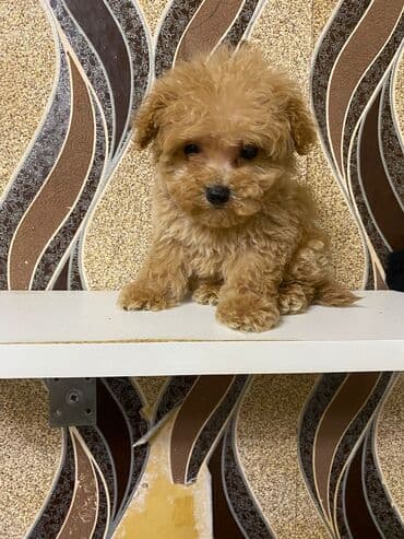 Pudel, 3 ay, Erkek, Ünvandan götürmə lalafo.az -da Pudel, 3 ay, Erkek, Ünvandan götürmə