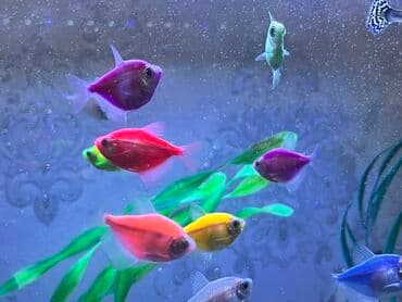 Glofish, Sülhsevər, Ödənişli çatdırılma lalafo.az -da Glofish, Sülhsevər, Ödənişli çatdırılma